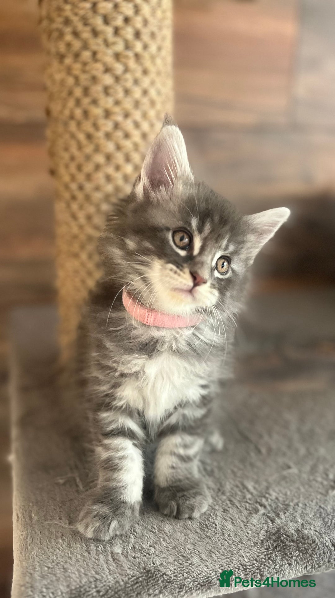 Maine Coon cats for sale: First Litter 6 Pure Maine Coon Kittens - Image 24