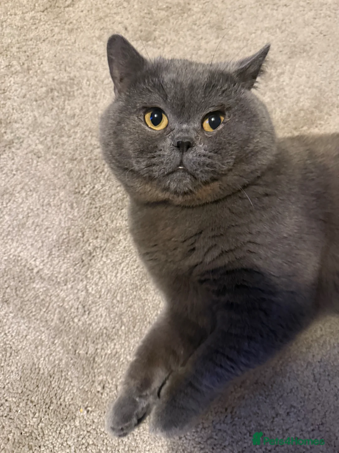 British Shorthair cats for stud: 💙 Proven BSH Blue Stud – “Teddy” 💙 - Advert 2