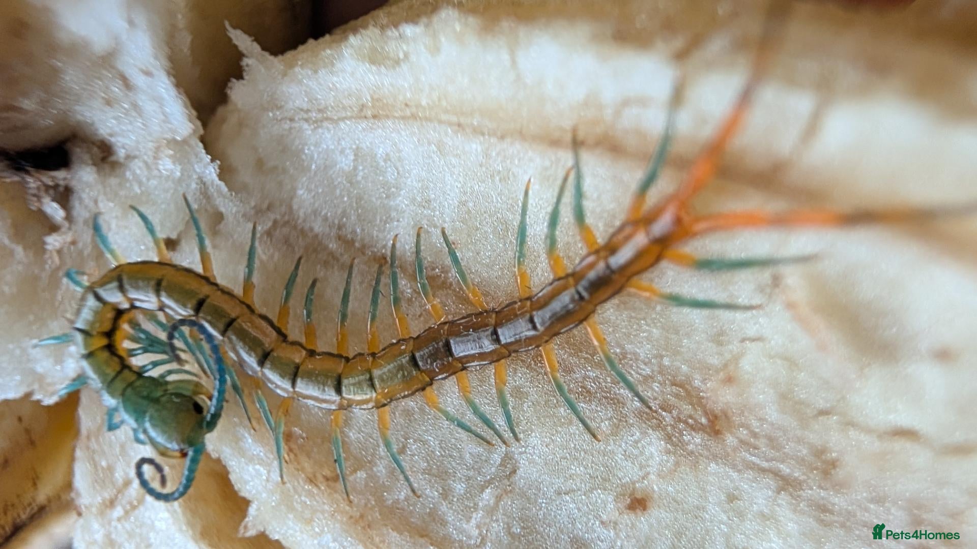 Centipedes invertebrates captive born scolopendra pedelings  - Advert 2