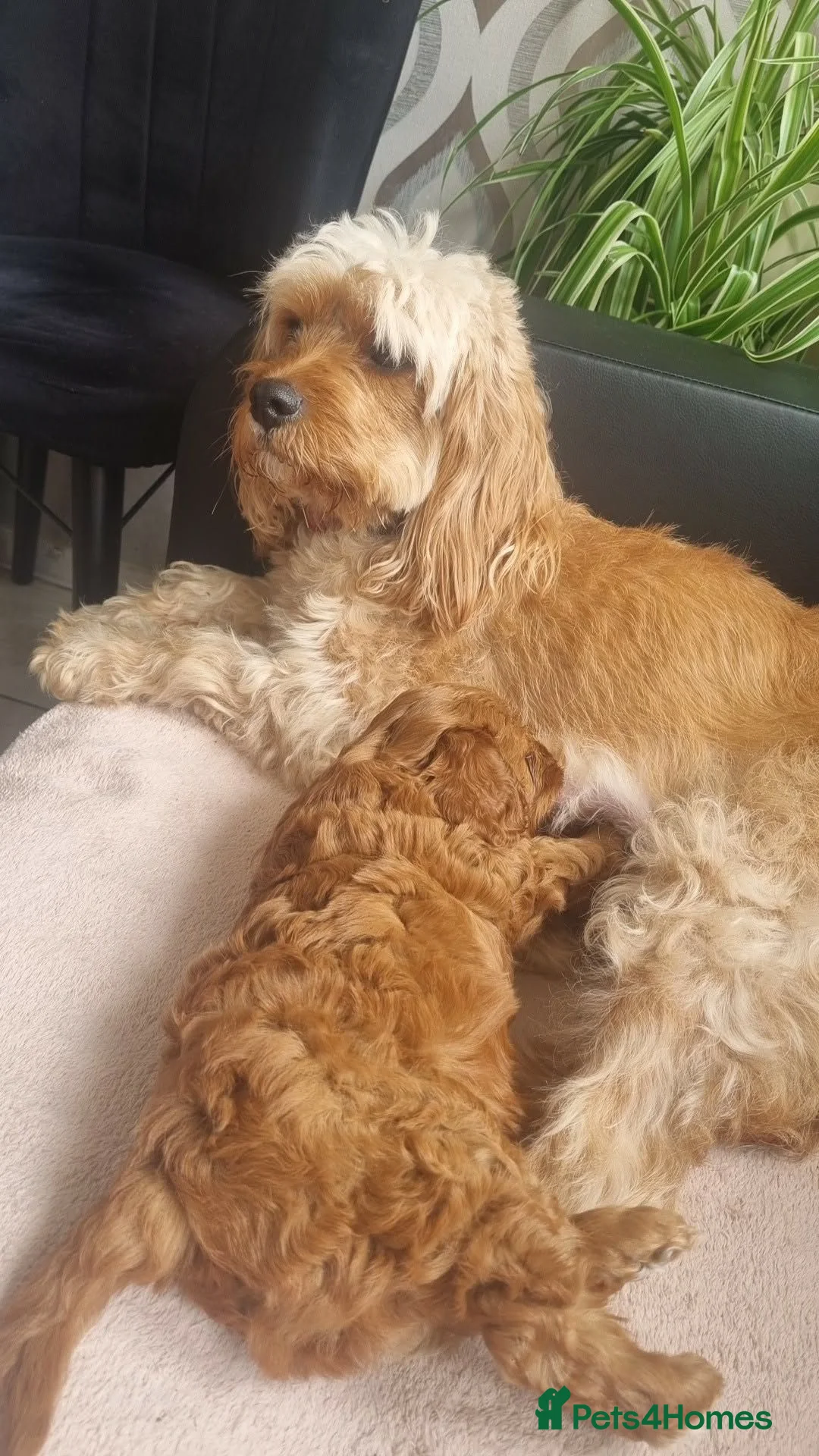 Cavapoo dogs for sale: Cavapoo F2 - Advert 20