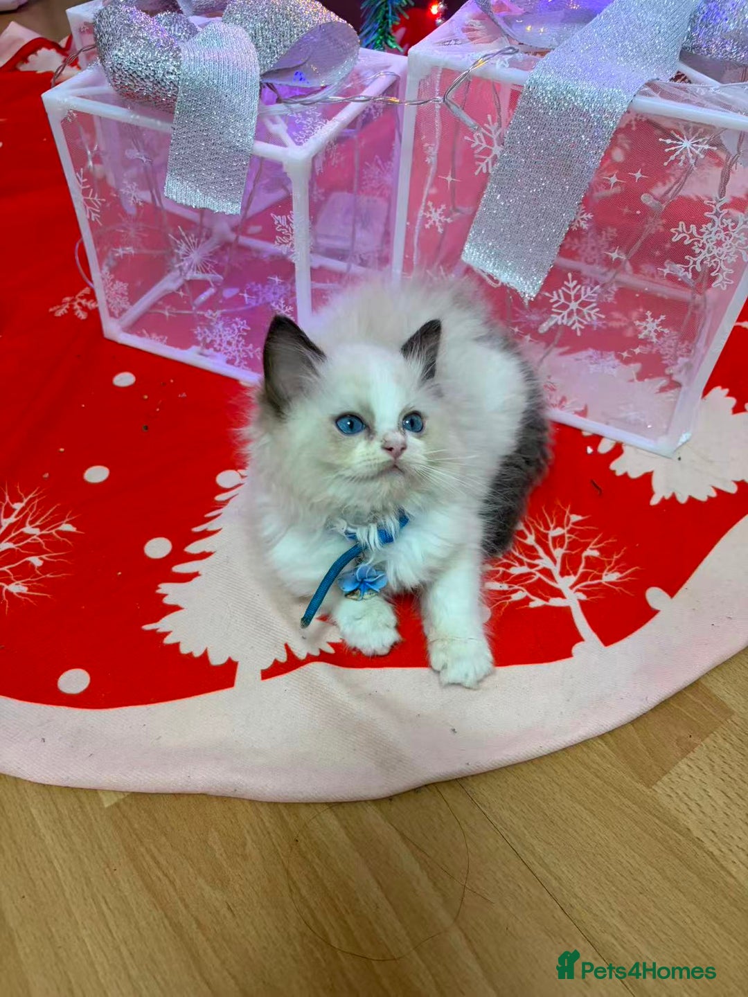 Ragdoll cats for sale: 8 Ragdoll cats for sale - Advert 15