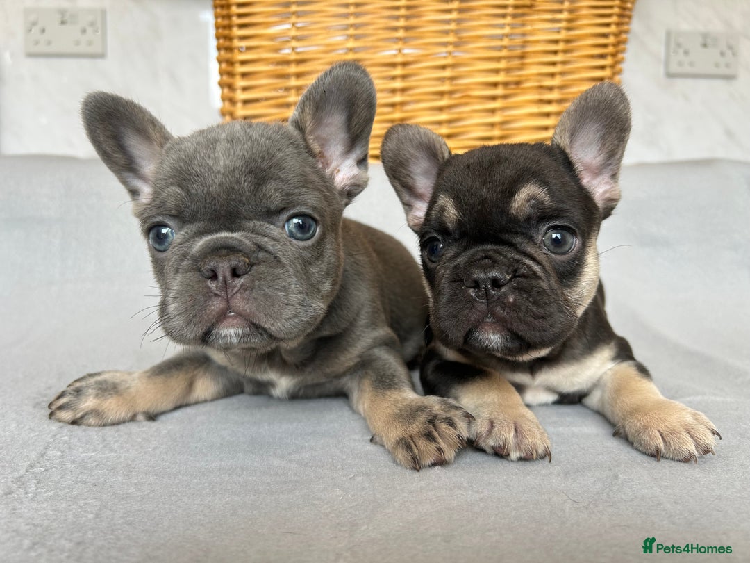 French Bulldog dogs for sale: *REDUCED* Fluffy Carrier French Bulldog - Image 9