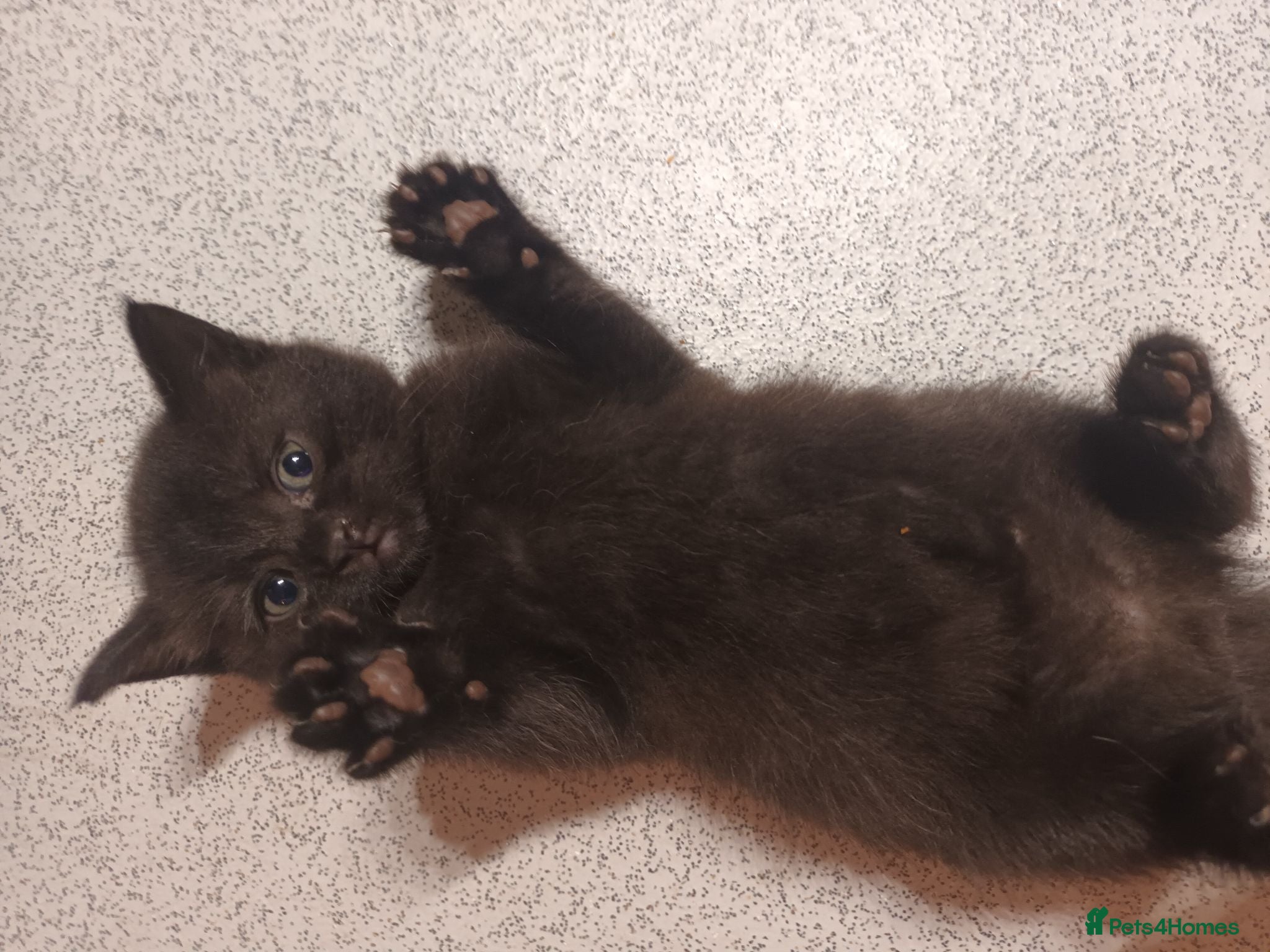Mixed Breed cats Beautiful boy - Advert 1