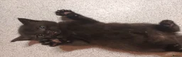 Mixed Breed cats for sale: Beautiful boy in Lichfield - Advert 1