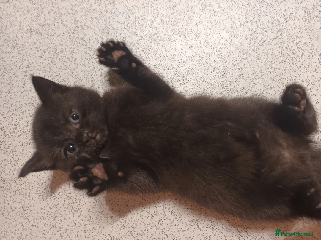 Mixed Breed cats for sale: Beautiful boy in Lichfield - Advert 1