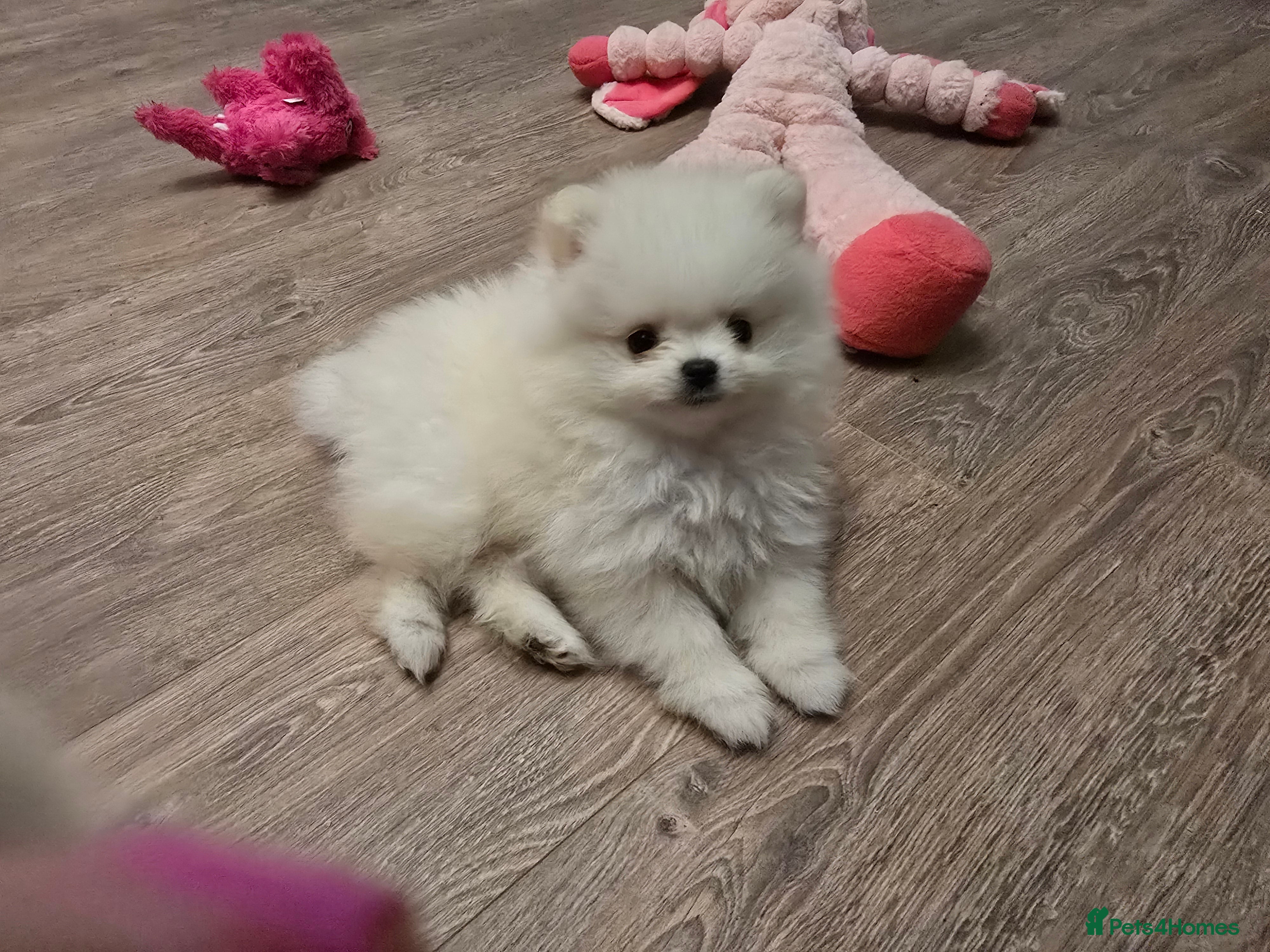 Pomeranian dogs Gorgeous KC White Pomeranians - Advert 9