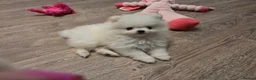 Pomeranian dogs for sale: Gorgeous KC White Pomeranians - Advert 1