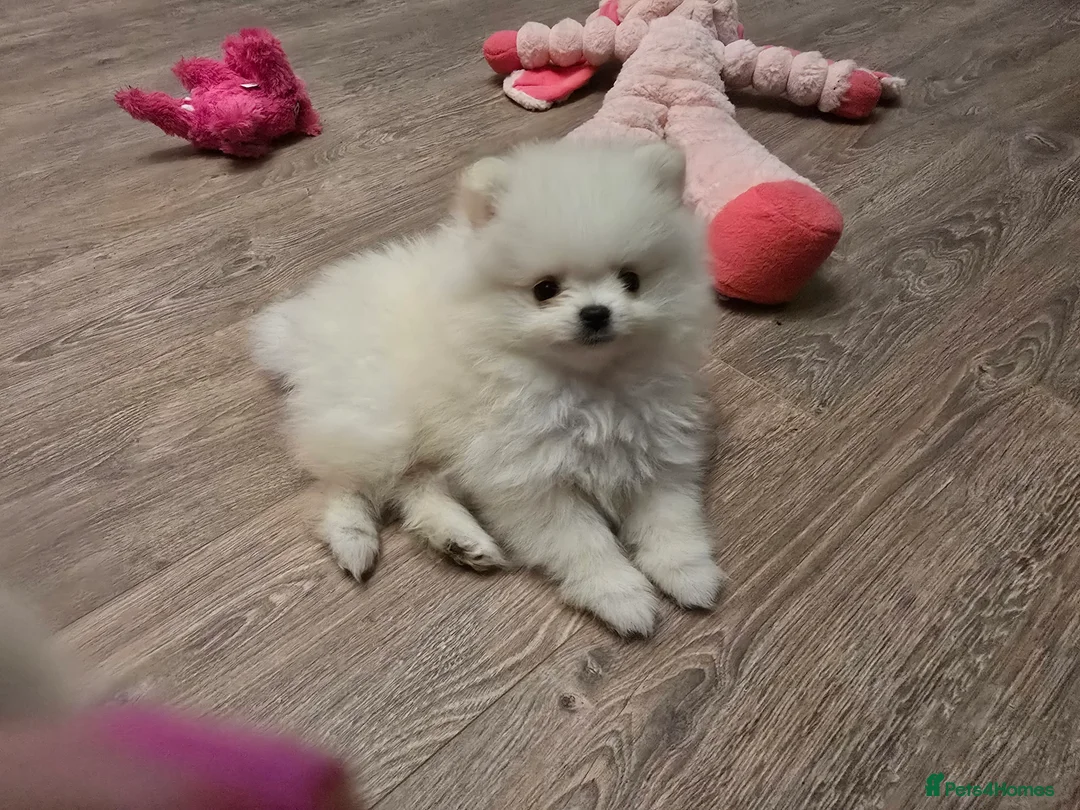 Pomeranian dogs for sale: Gorgeous KC White Pomeranians - Advert 1
