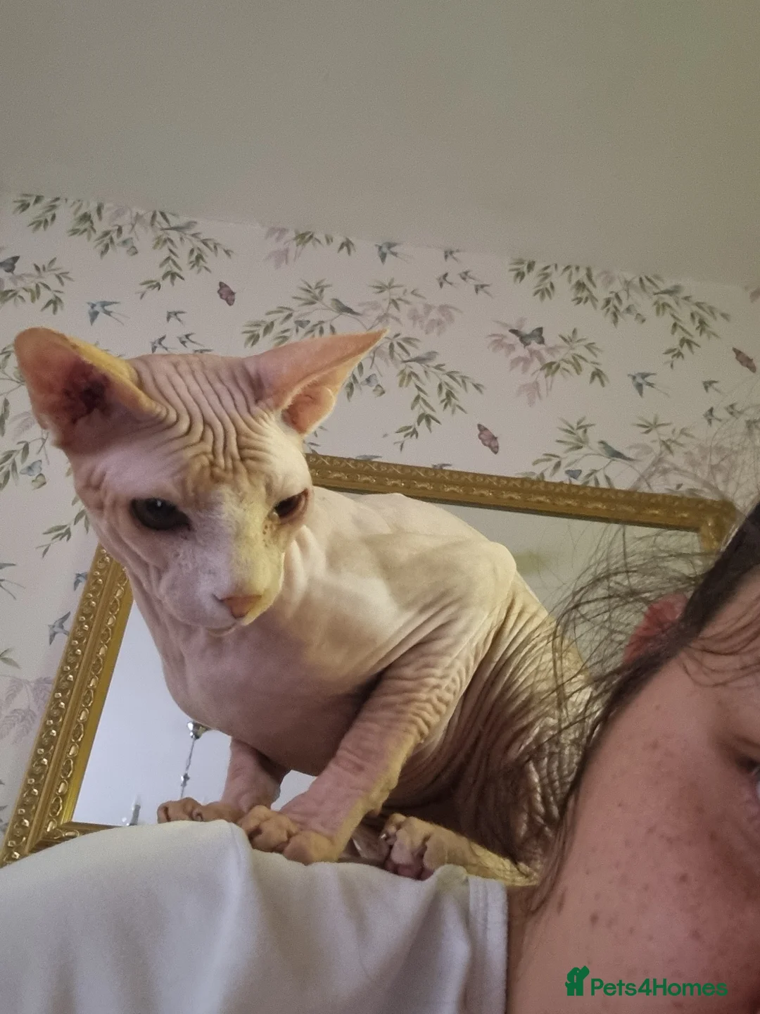 Sphynx cats for stud: Beautiful strong sphynx boy in Dewsbury - Advert 8
