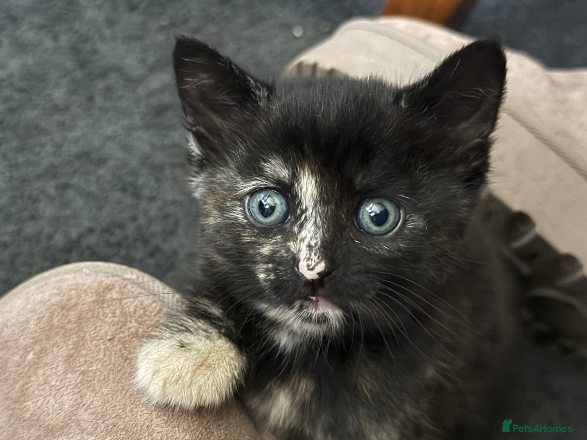 Mixed Breed cats RESERVE NOW! Last female looking for 5⭐️home - Advert 11