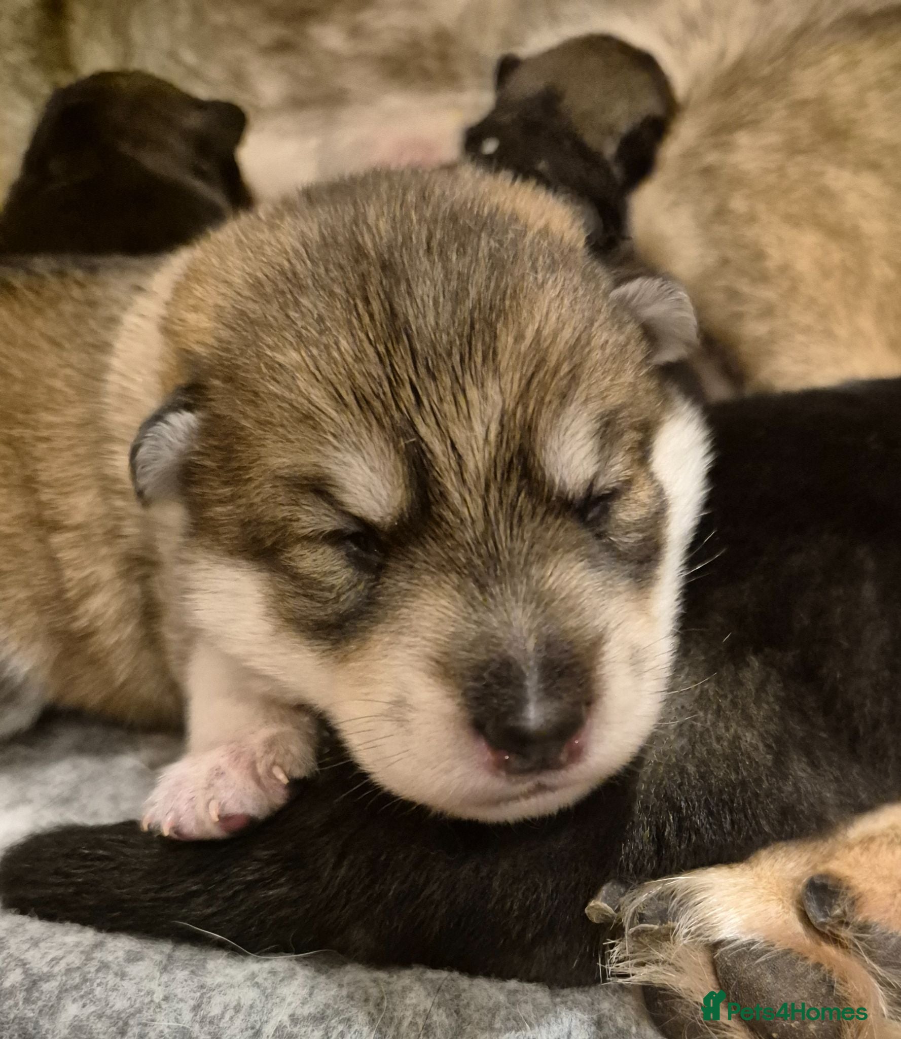 Northern Inuit dogs Timber Dog wolfalike Puppies  - Advert 10