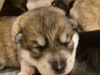 Northern Inuit dogs Timber Dog wolfalike Puppies - Advert 10