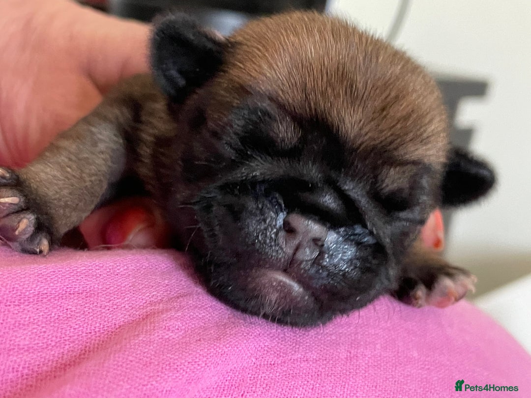 Pug dogs for sale:  Deep apricot multi champion pedigree pug puppies  in Bolton - Image 25