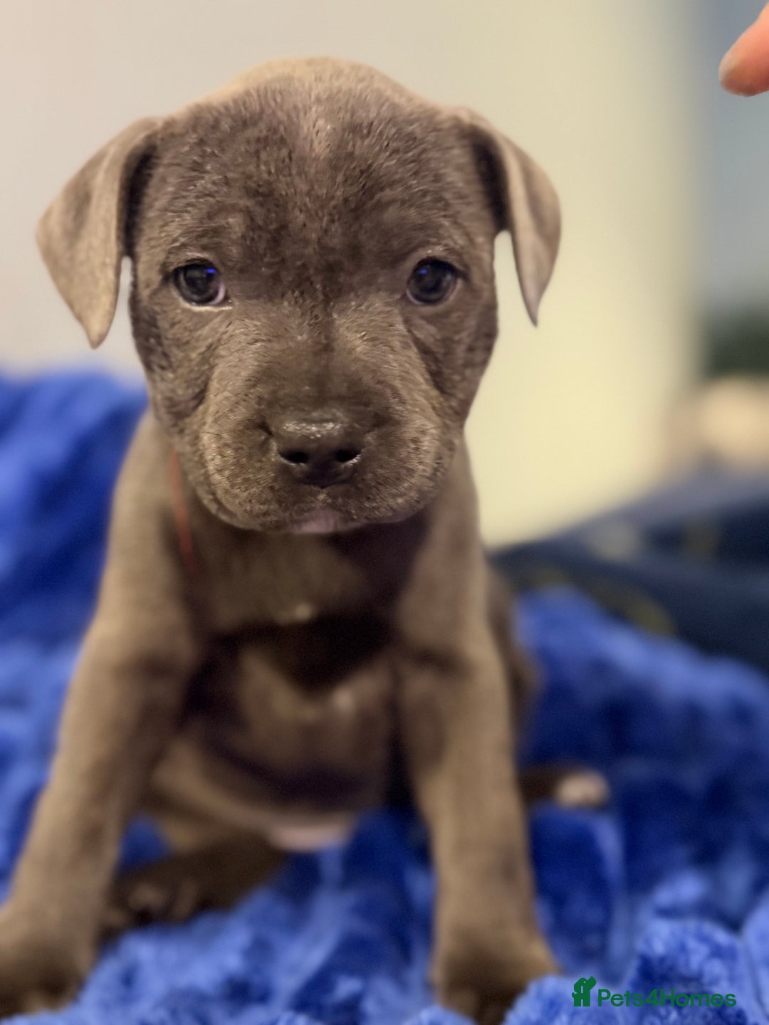 Staffordshire Bull Terrier dogs for sale: KC Registered Exceptional Blue Staffies - Advert 21