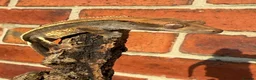 Gecko reptiles for sale: Crested Geckos  - Advert 4