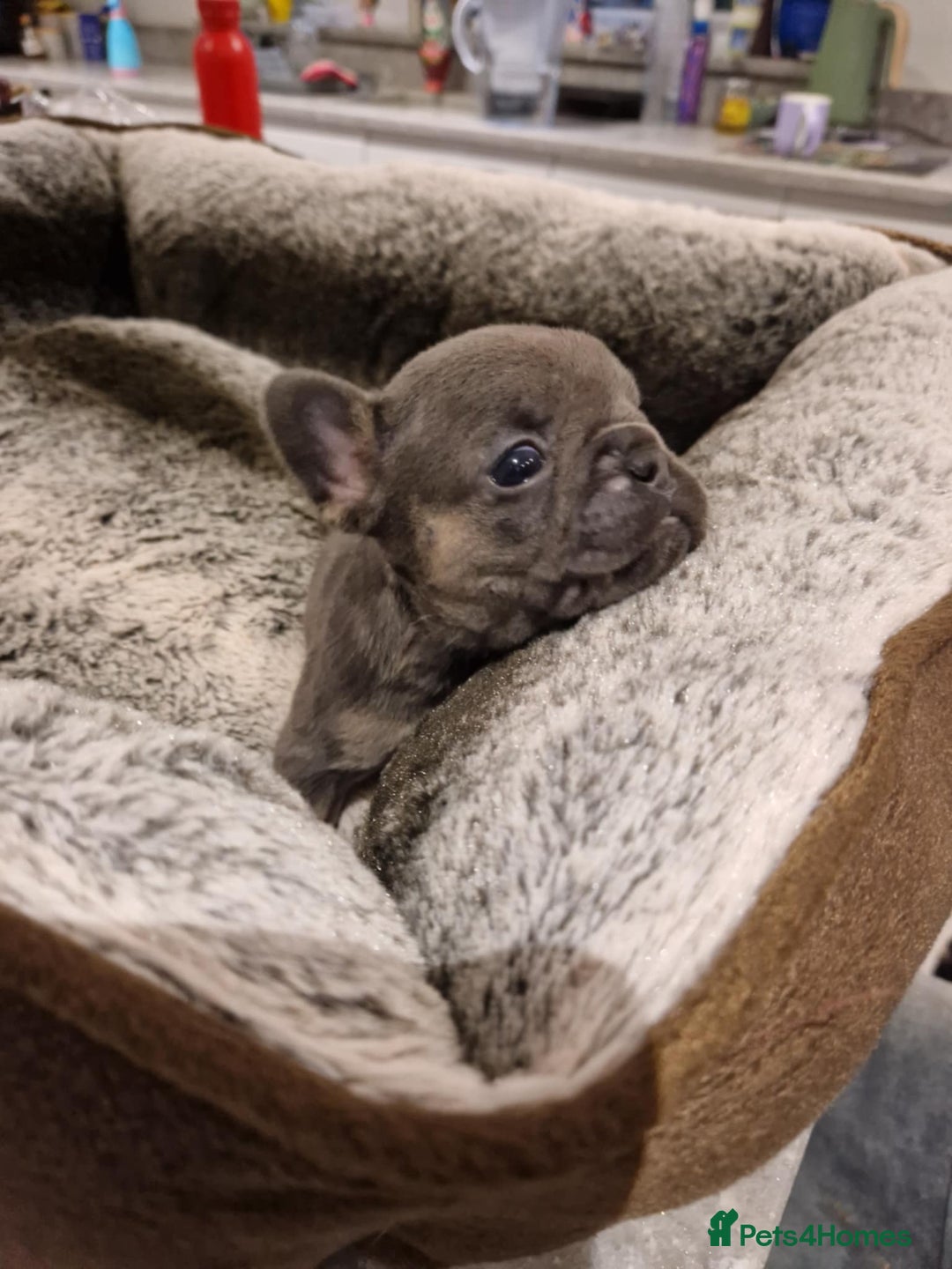 French Bulldog dogs for sale: Full pedigree French bulldog puppies  - Image 4