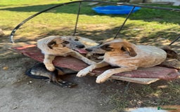 Mixed Breed dogs for adoption: IVY - a beautiful young girl, for a Loving Home - Image 2