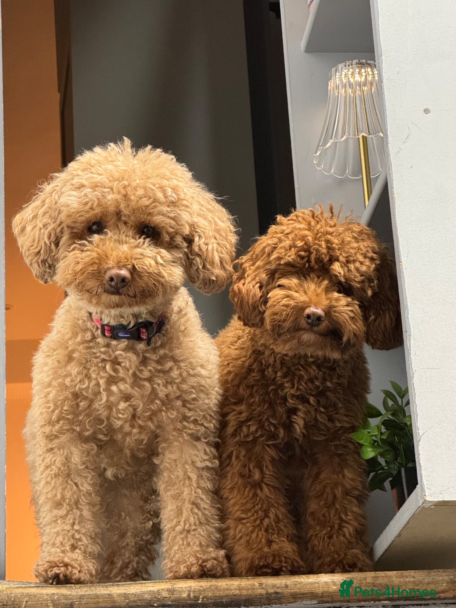 Toy Poodle dogs ( Arthur) Boy Toy Poodle  - Advert 1