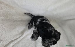 Schnoodle dogs for sale: 3 Stunning F2b Mearle Schnoodle Puppies - Image 8