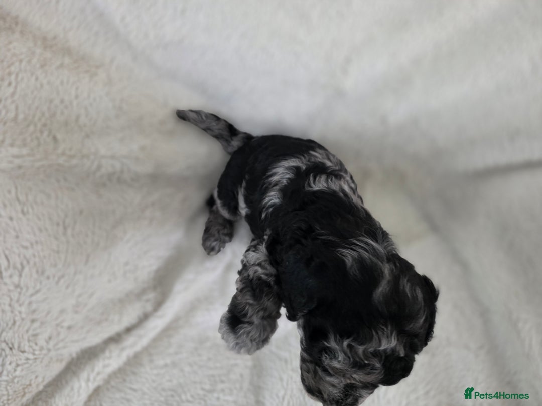 Schnoodle dogs for sale: 3 Stunning F2b Mearle Schnoodle Puppies - Image 8
