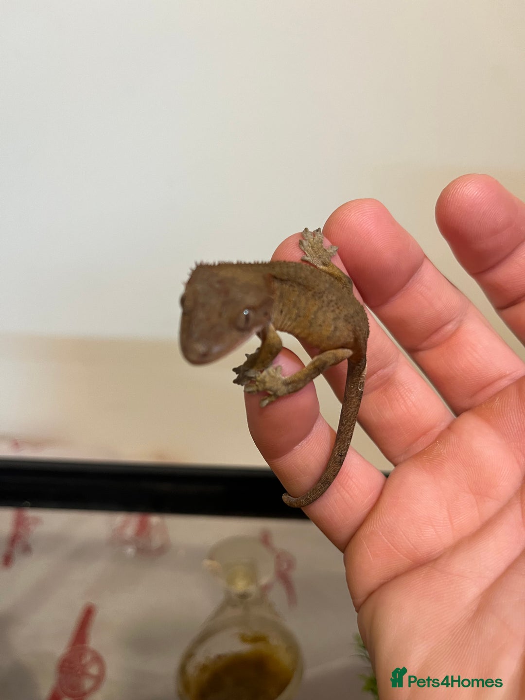 Gecko reptiles for sale: Crested gecko babies for sale  - Advert 19