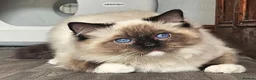 Ragdoll cats for sale: Majestic boy ❤️ - Advert 14