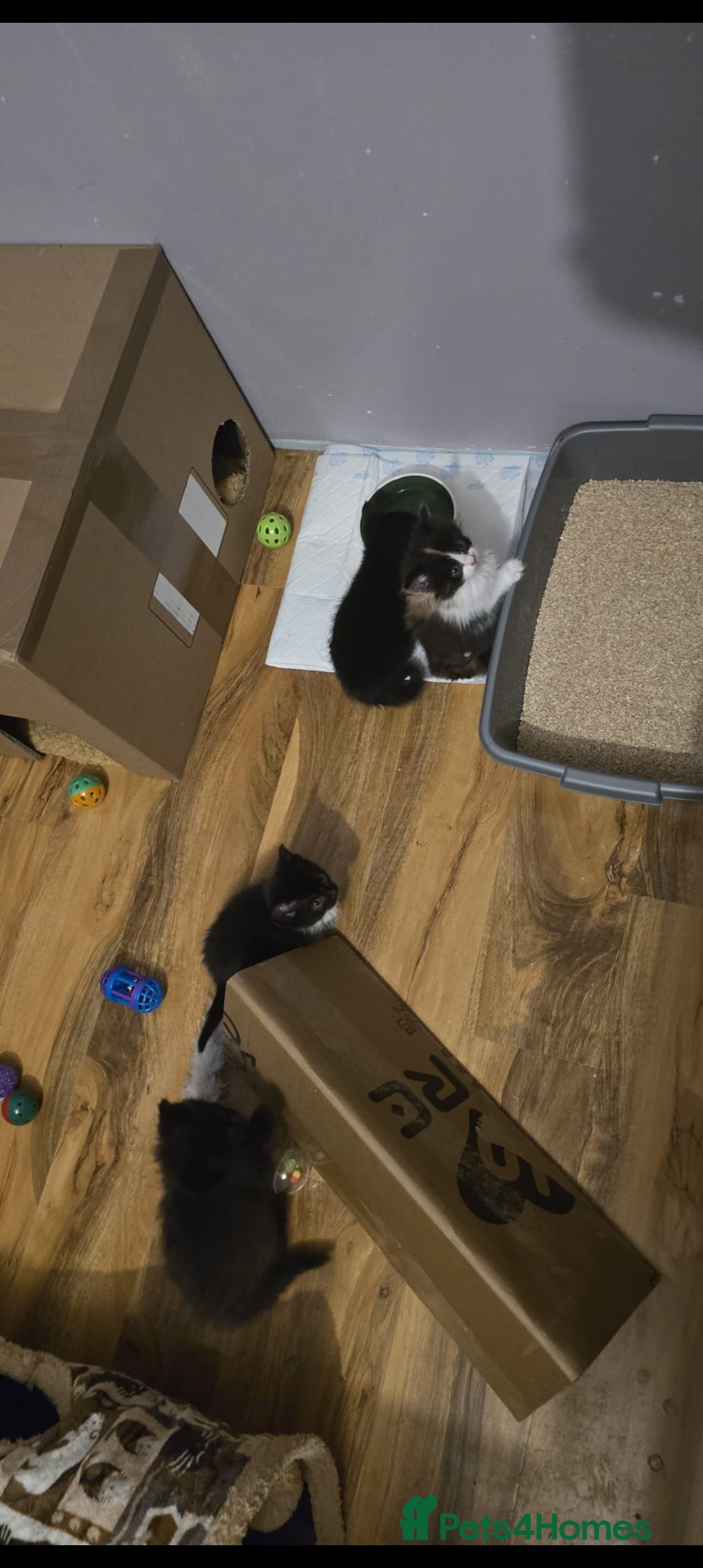 Domestic Shorthair cats for sale: 4 gorgeous kittens for sale ❤️ - Advert 8