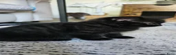 British Shorthair cats for sale: Last 2 British shorthair kittens, ready now - Advert 3