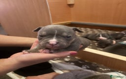 American Bully dogs for sale: American pocket bully tri pups - Image 22