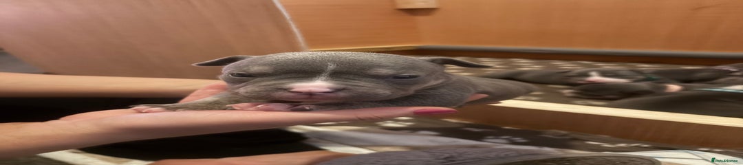 American Bully black collar male 
