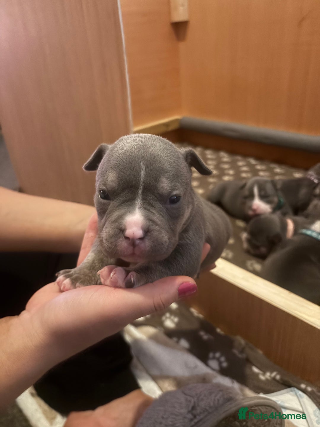 American Bully dogs for sale: American pocket bully tri pups - Image 22