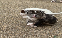 Olde English Bulldogge dogs for sale: Olde English Bulldogge puppies - Image 7