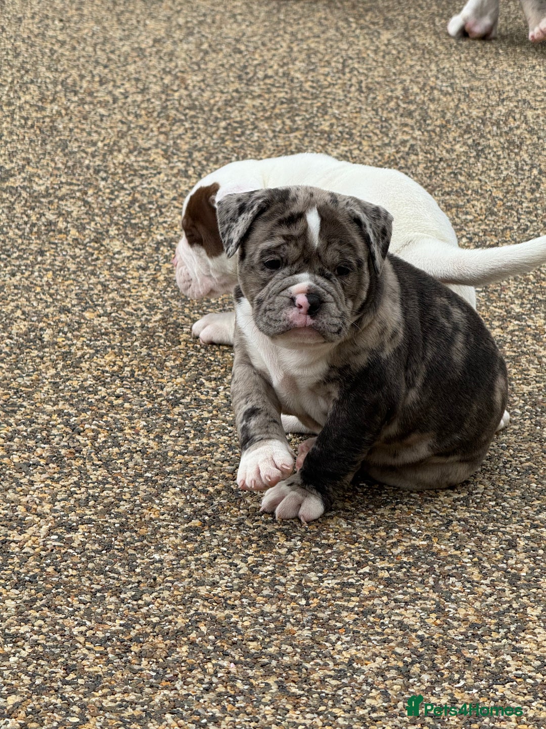 Olde English Bulldogge dogs for sale: Olde English Bulldogge puppies - Image 7