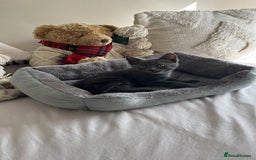 Russian Blue cats for sale: Gorgeous male kitten needs home asap - Image 7