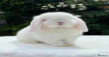 Mini Lop rabbits - Advert 13