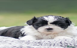 Shih Tzu dogs for sale: Shih Tzu puppies looking for their forever homes - Image 4
