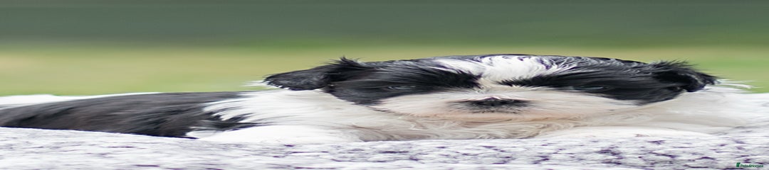Shih Tzu Puppy 3