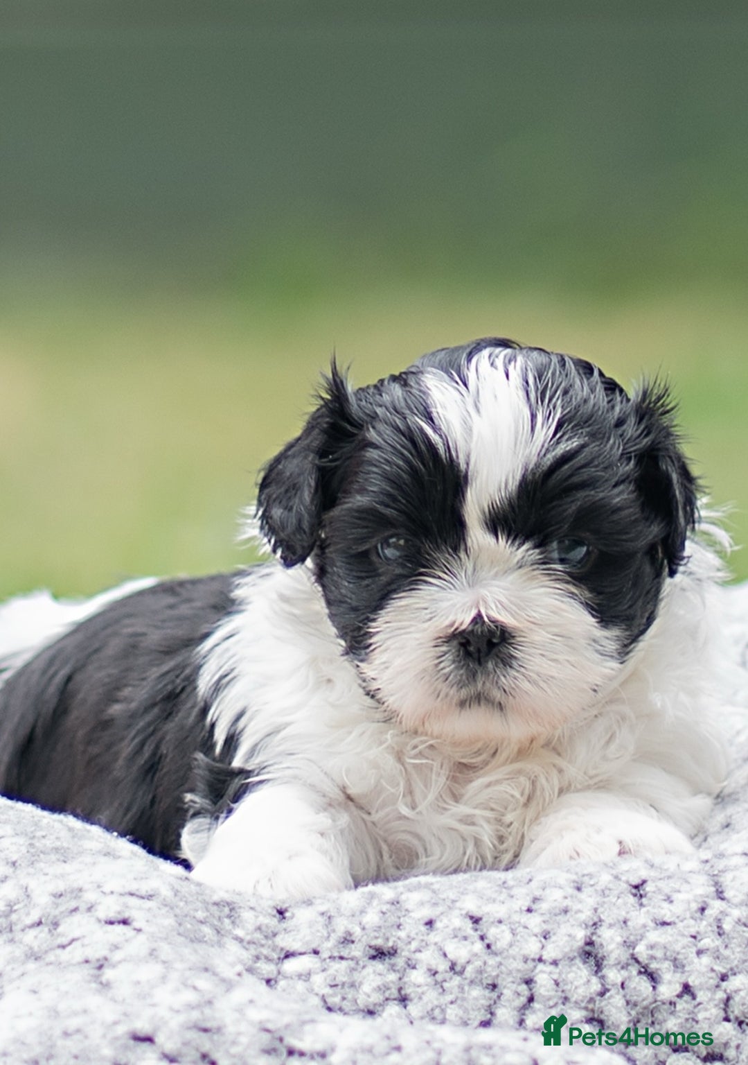Shih Tzu dogs for sale: Shih Tzu puppies looking for their forever homes - Image 4
