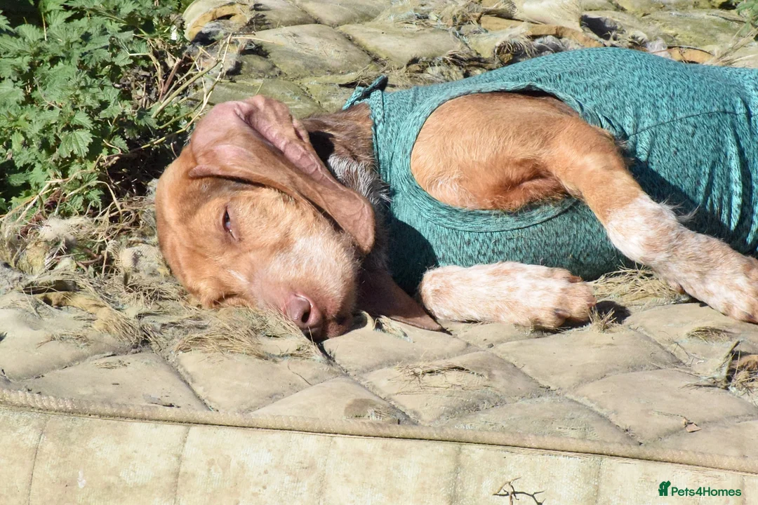 Mixed Breed dogs for adoption: Mimosa  - Advert 8