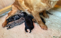 Goldendoodle dogs for sale: Gorgeous mini F1 goldendoodles - Image 9