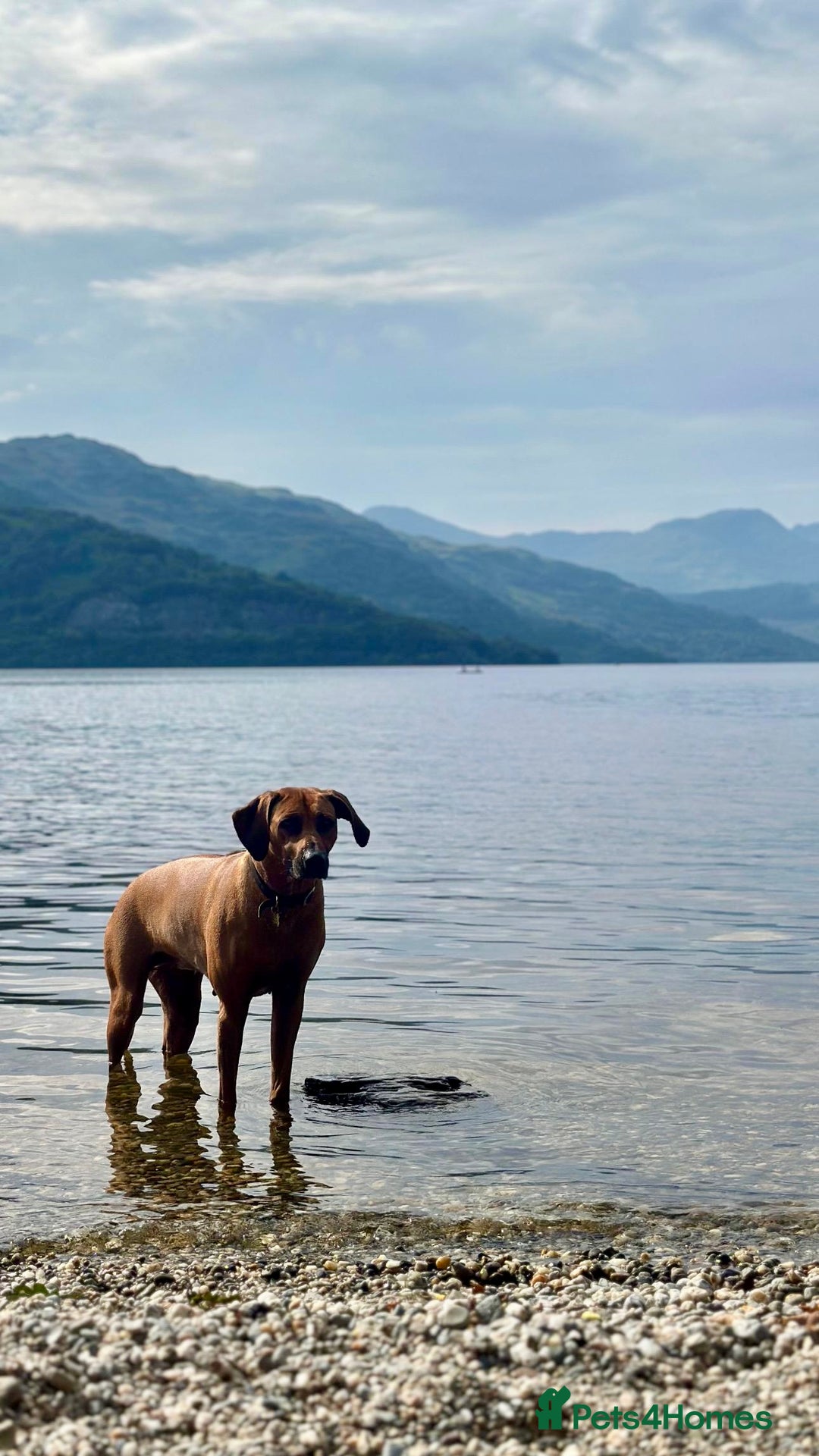 Rhodesian Ridgeback dogs for sale: Outstanding Rhodesian Ridgeback Puppies 🦁 - Image 14