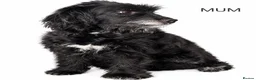 Jackapoo dogs for sale: F1b jackpoos  - Advert 14