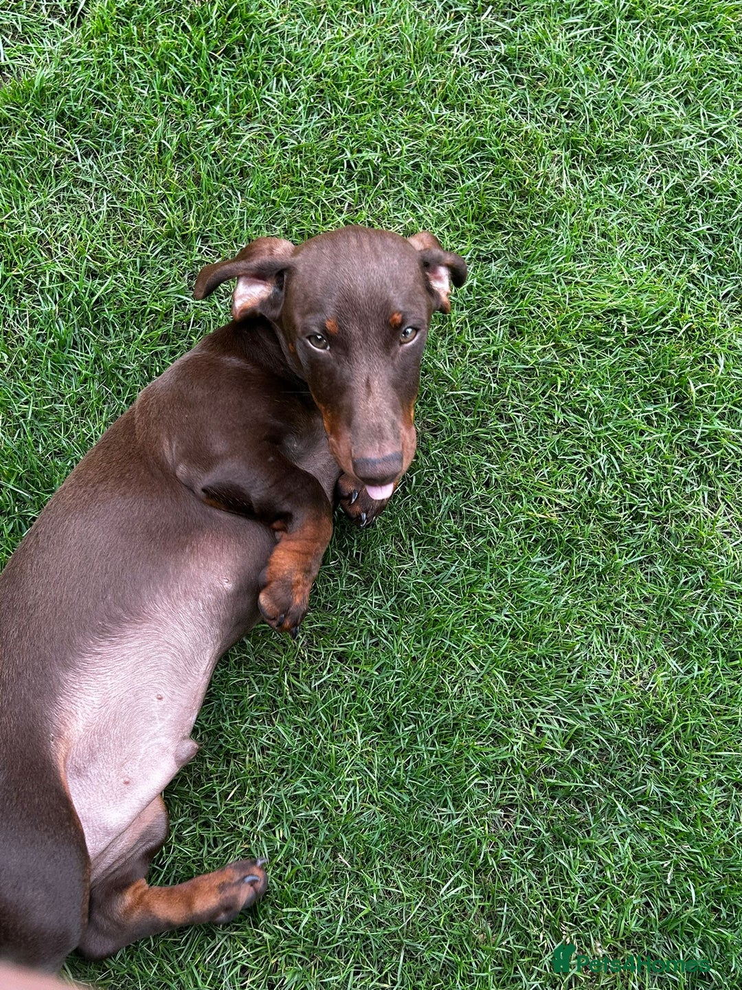 Dachshund dogs for sale: Dachshund for sale - Image 4
