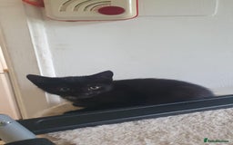 Mixed Breed cats for sale: 2 boys kittens - Image 1