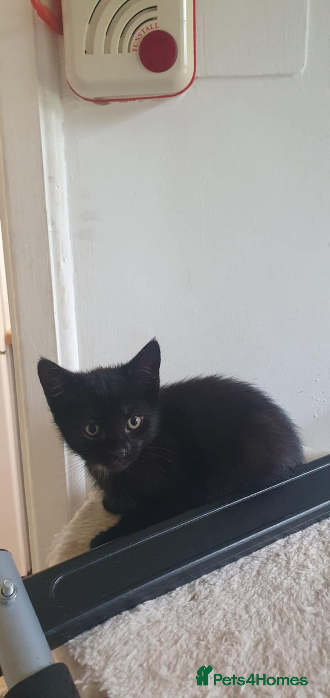 Mixed Breed cats for sale: 2 boys kittens - Image 1