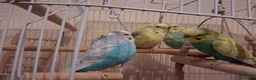 Budgerigars birds for sale: 4 Budgies in Birmingham - Advert 4