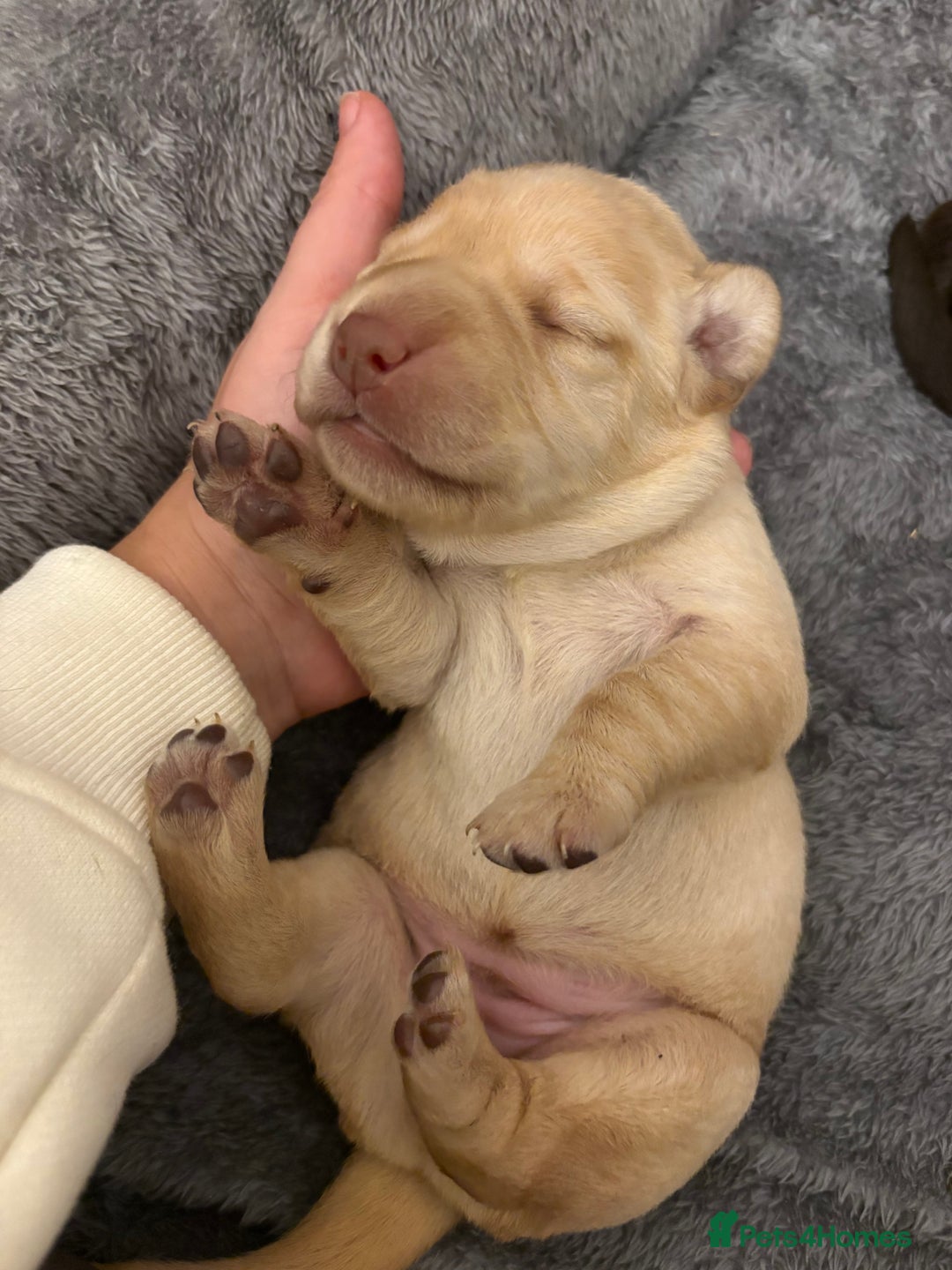 Cockerdor dogs for sale: labrador/ cockerdor Puppies  - Advert 16