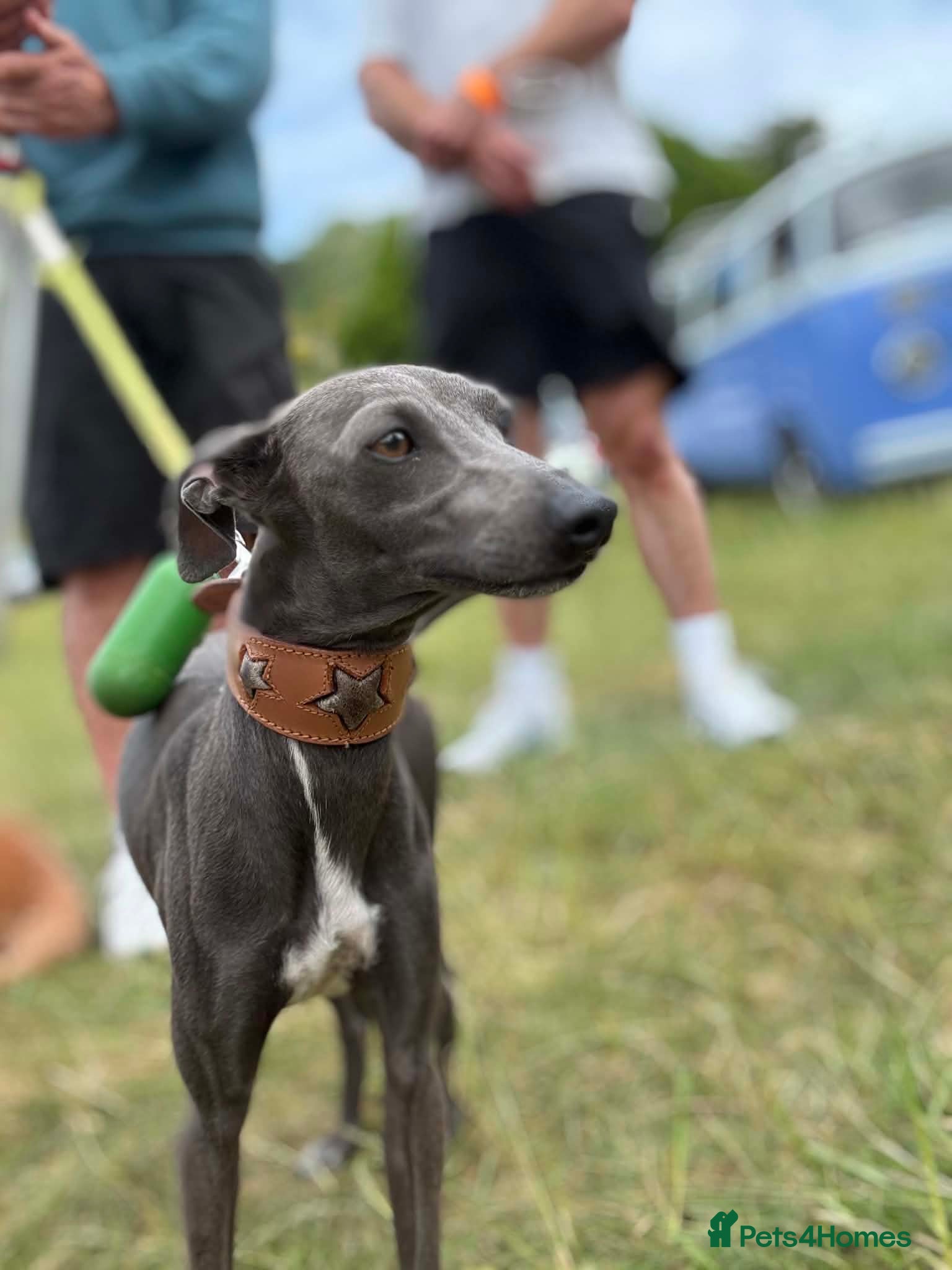 Italian Greyhound dogs Blue Italian Greyhound Available for Stud - KC Reg - Advert 4