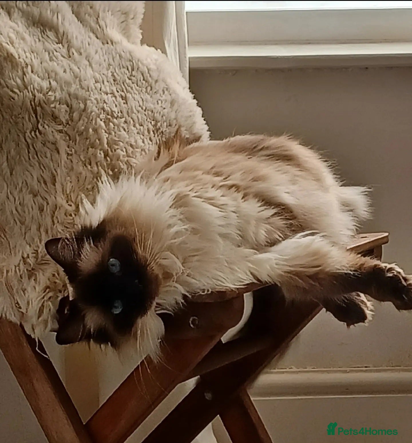 Ragdoll cats Ragdoll Cat for Rehoming – Lady (6 years old) - Advert 3