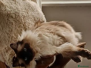 Ragdoll cats Ragdoll Cat for Rehoming – Lady (6 years old) - Advert 1